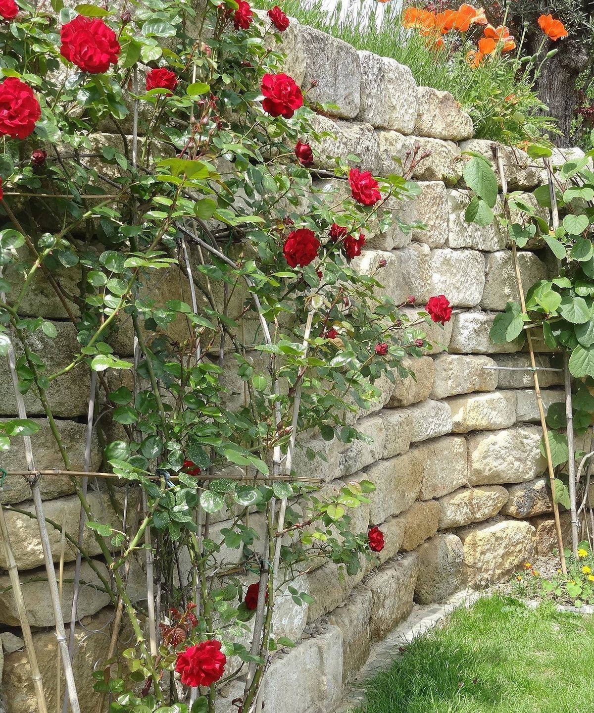 Rosen an der Natursteinmauer
