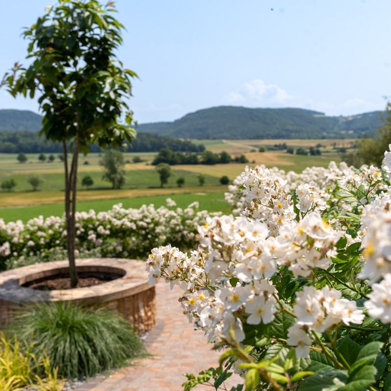 Rosen mit Blick über den Klettgau