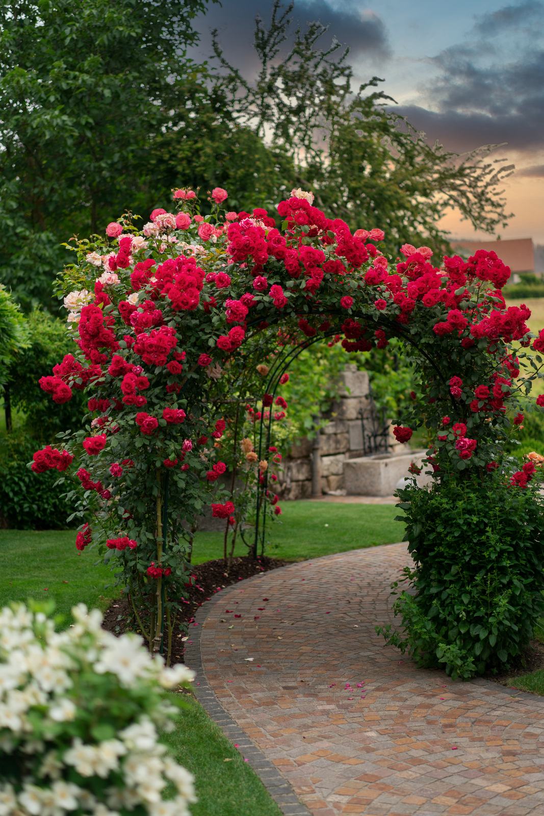 Rosenbogen über dem Gartenweg im Abendlicht