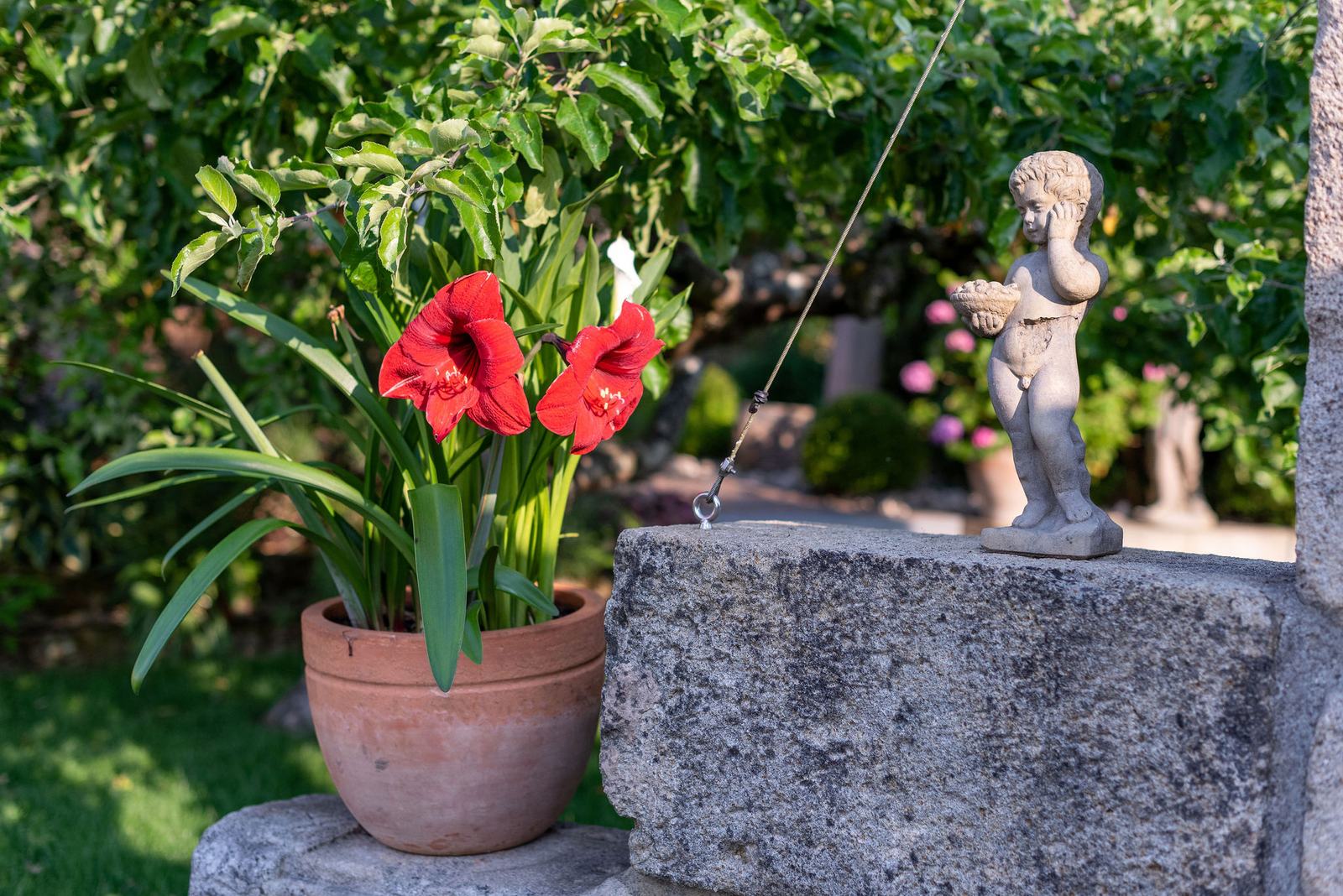 Amaryllis und Engelsfigur im Schaugarten