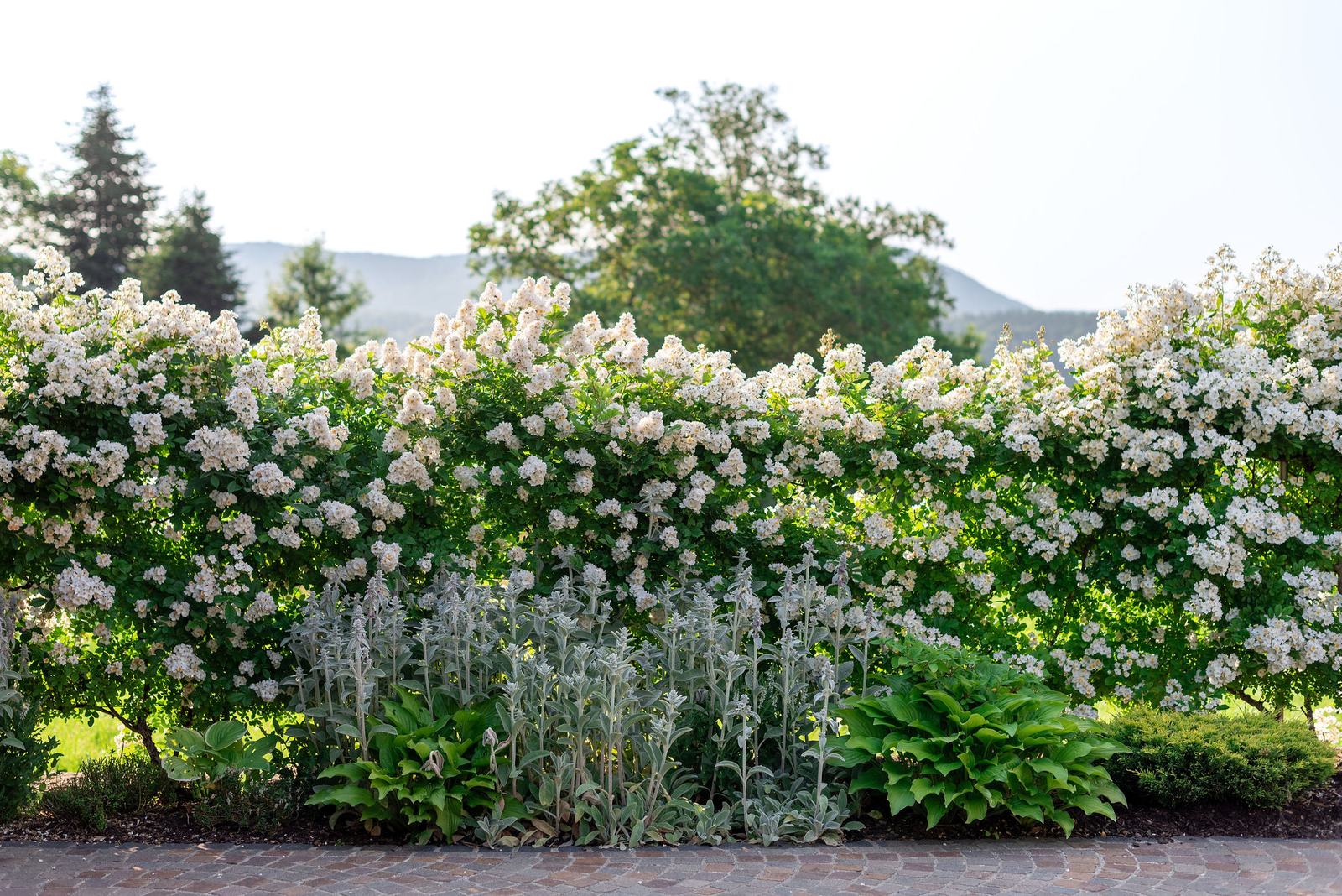 Weiße Blütenhecke im Schaugarten