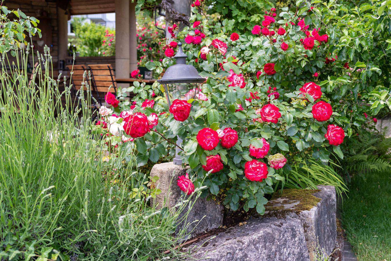 Rosen an der Gartenlaterne