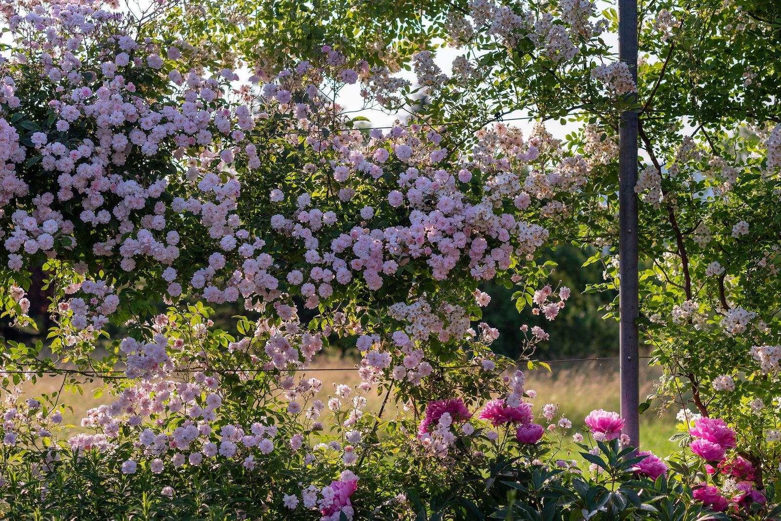 Rosenblüte in Nahaufnahme
