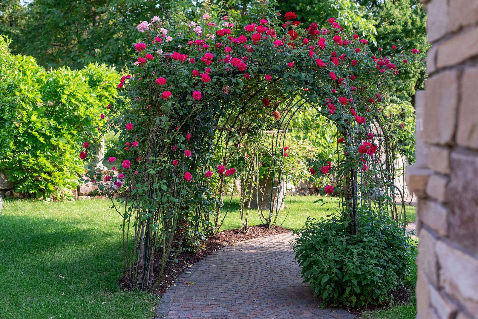 Rosenbogen über dem Weg im Schaugarten
