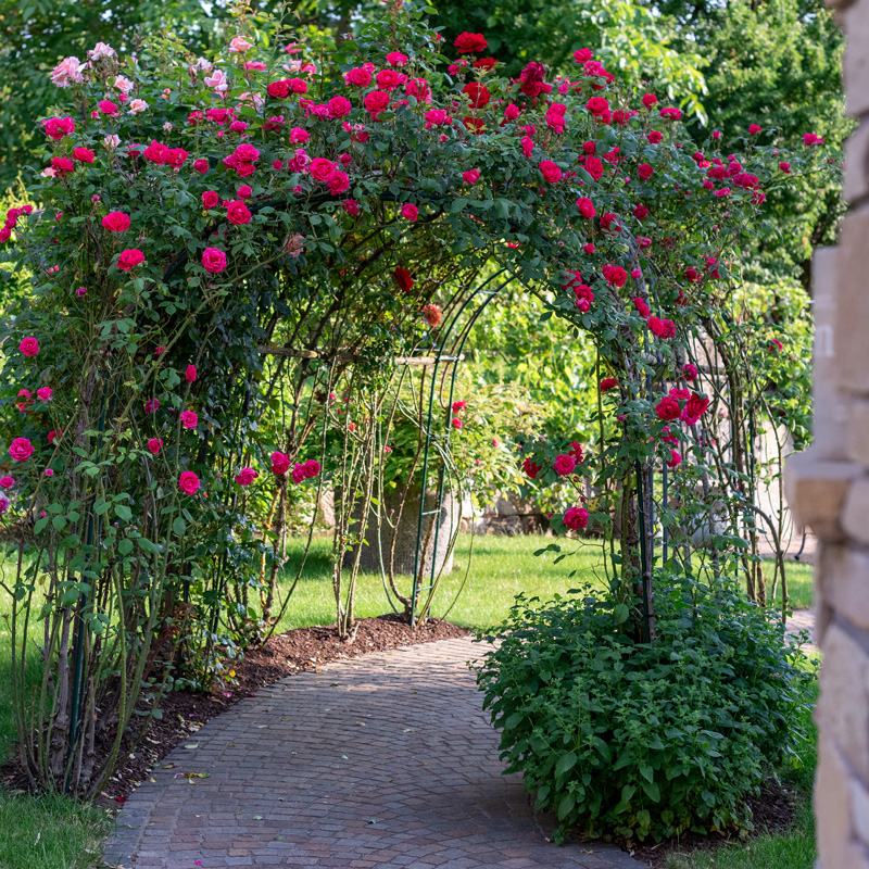 Gepflasterter Weg unter Rosenbogen