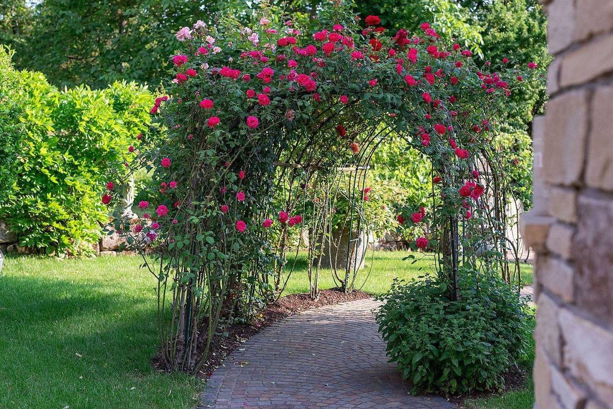 Rosenbogen im Schaugarten